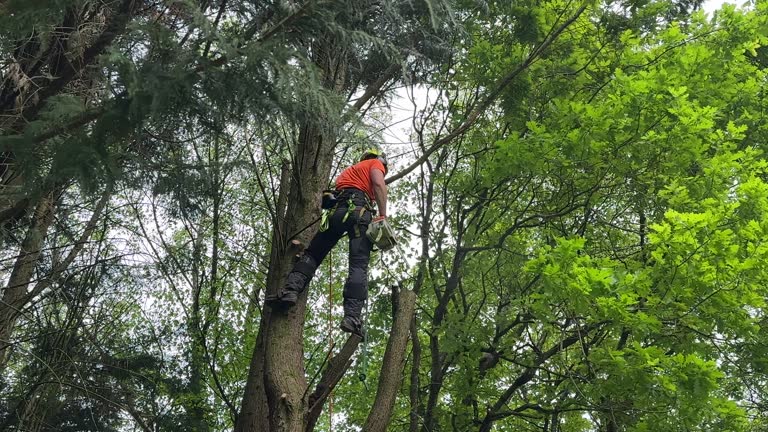 Reliable Waxhaw, NC Tree Care Services Solutions